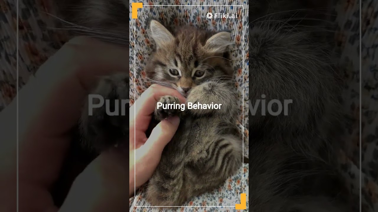 Decoding Feline Secrets: Unlocking the Mysterious Minds Of Cats