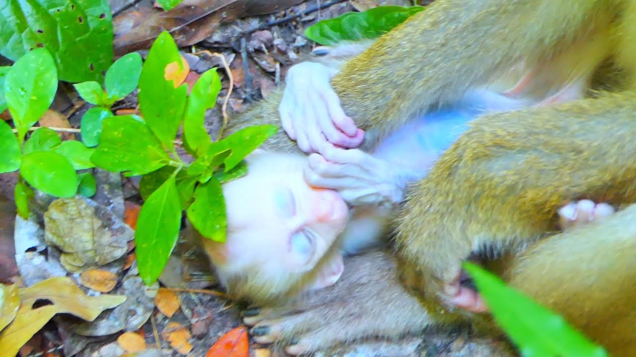 Oh My God! What's happened to poor Baby newborn Luno?