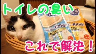 猫のトイレの臭いはコレで解決！原因を元から断つ！