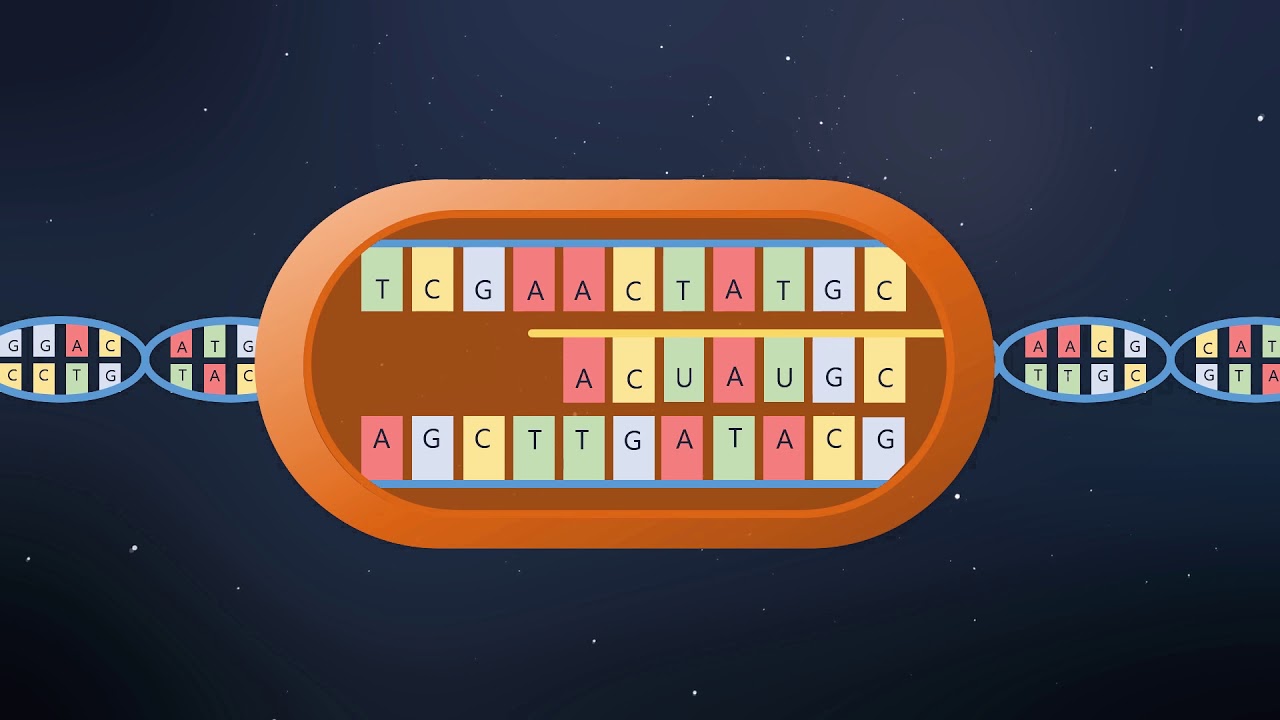 Central Dogma(센트럴 도그마, 유전정보의 중심원리) YouTube