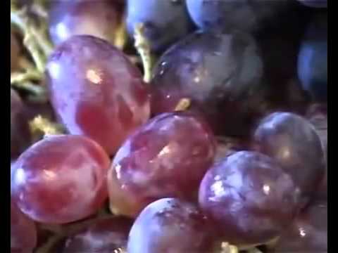 6. Aditivi - Dr Valter Fajt