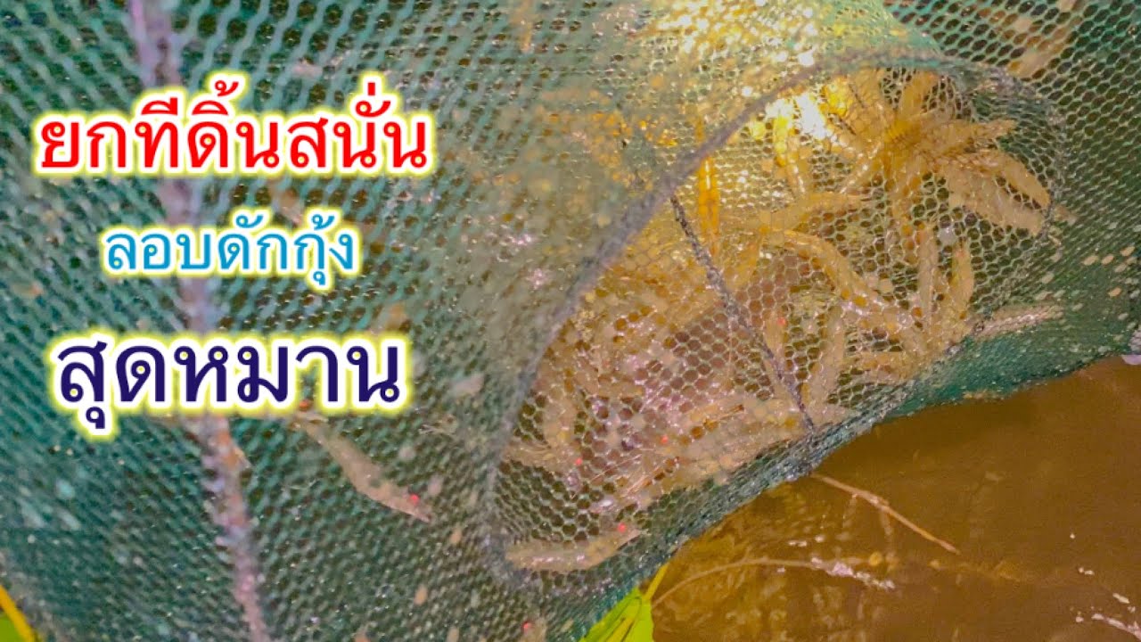 ดักกุ้งนาน้ำเค็ม จัดเต็มเข้าอย่างหมาน | วิถีพื้นบ้าน เดลิเวอรี่