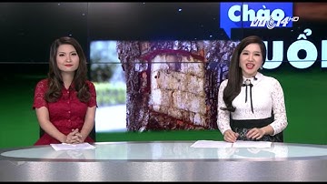 (VTC14)_Cụ ông đẽo vỏ xà cừ chữa bệnh cho vợ bị xử lý thế nào?