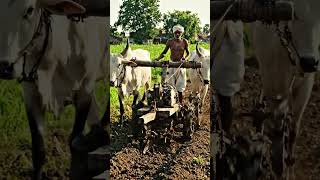बैलों से चलने वाला देसी मिनी हल 🚜🐂#farming #video #shortvideo #viralvideo