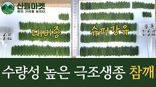 제농 S&T 인기 참깨 종자! 외대깨 슈퍼강유, 가지깨 슈퍼조백