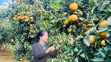 Vườn Cam nhà Ông Bà Tráng Huyền tại Tân Quang - Lục Ngạn - Bắc Giang ( 14/12/2025 )