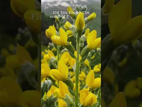 ვიდეო: ყვავილი 