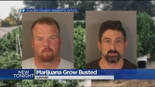After USPS Raises Suspicions, Large Marijuana Grow In Lincoln Busted