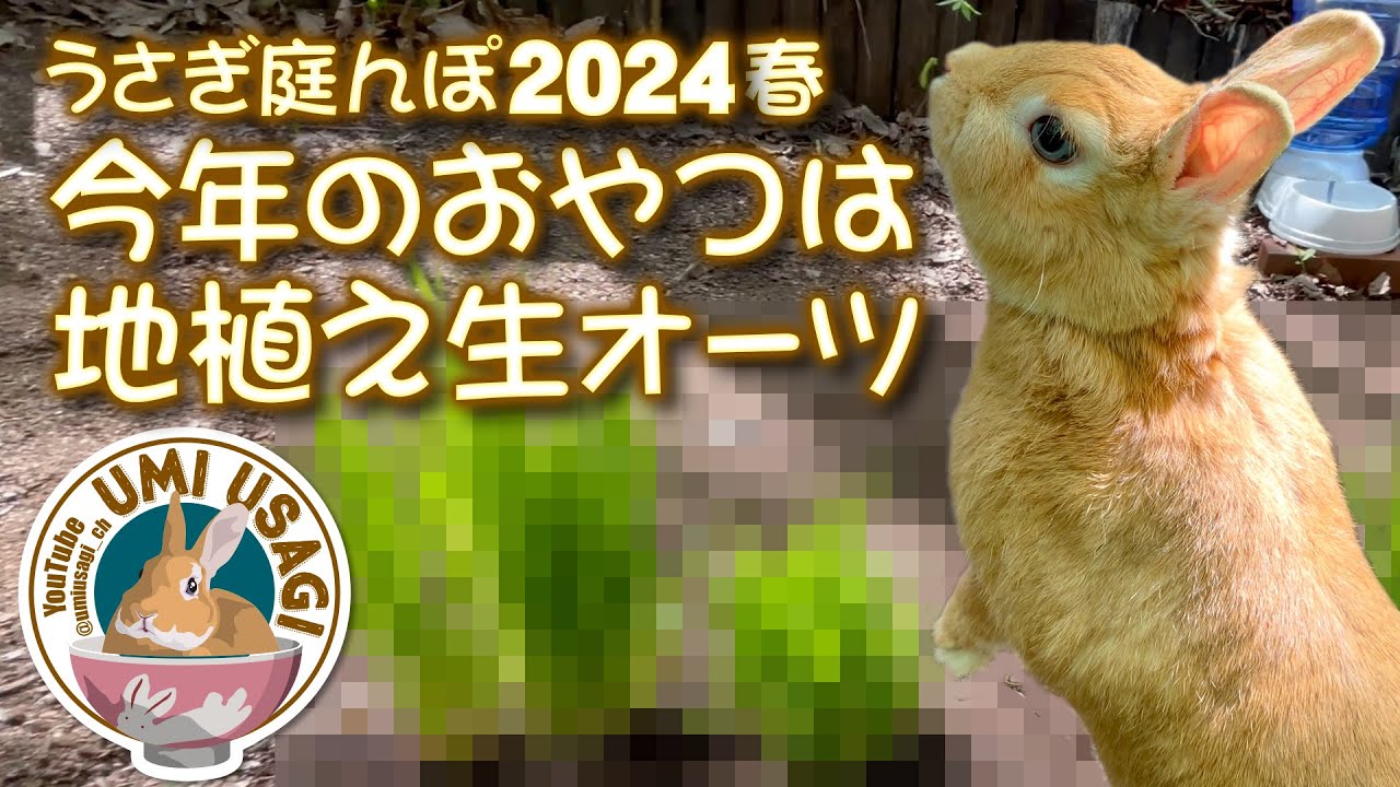 自宅ラビットラン〜今年のおやつは地植え生オーツ！〜うさぎ庭んぽ・う