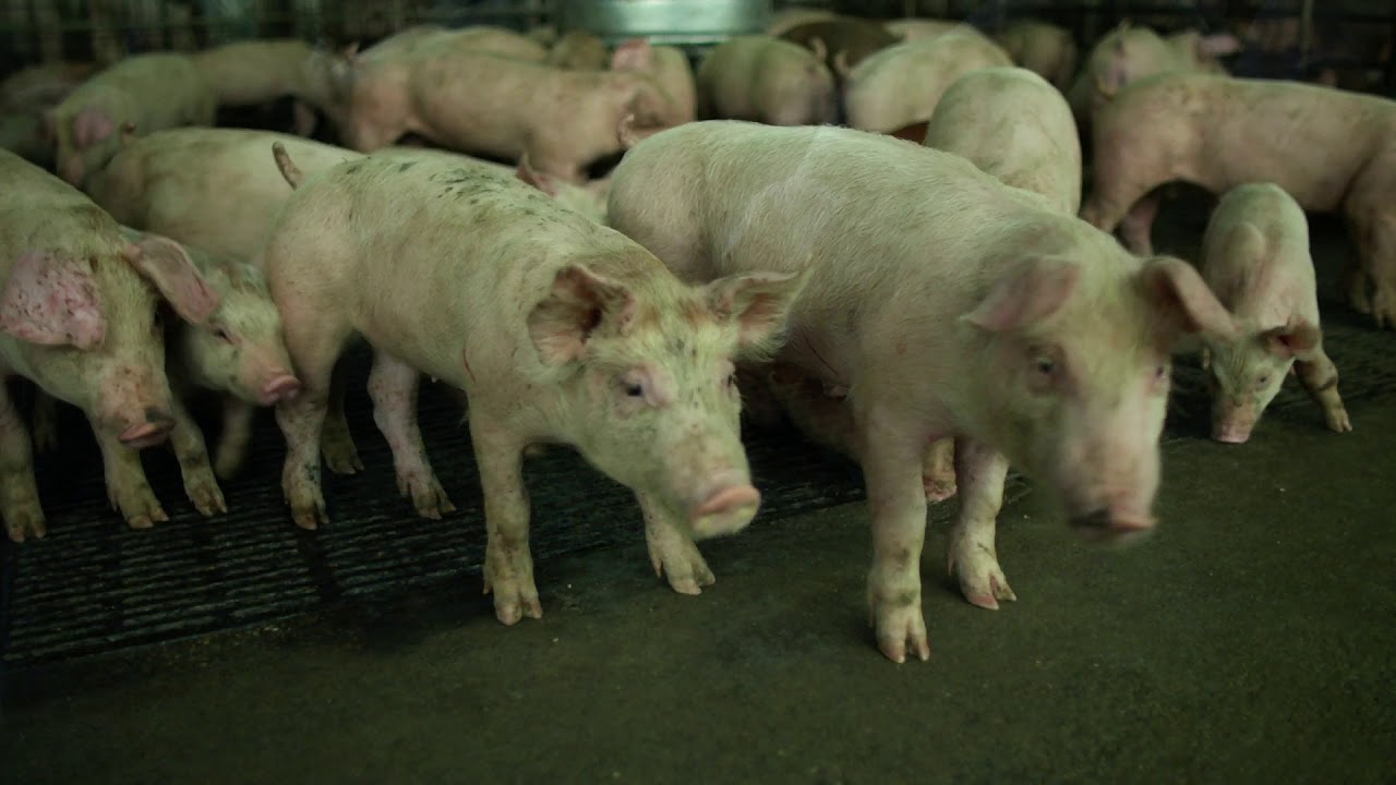 Contagion movie scene - A virus spread - Nippa Virus and Coronavirus ...