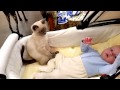 When the Baby Starts to Get Fussy, This Cat’s Intervention Will Blow You Away!