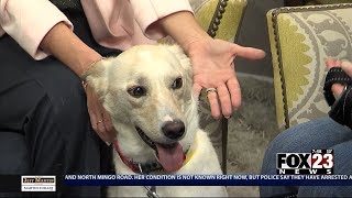 Adopt a Survivor: Meet Leopold