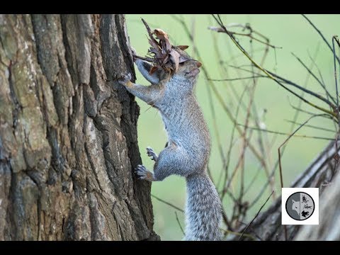 Vidéo: Comment Un écureuil Se Prépare Pour L'hiver