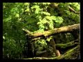 Лес из железного дерева  Гирканский национальный парк
