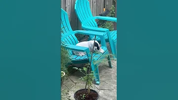 Cat Funnycats 