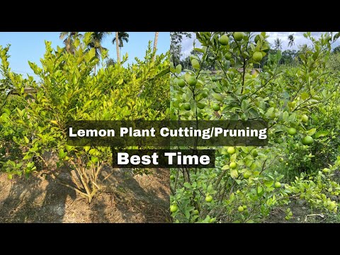 Video: Řezání citronu doma: fotky, pravidla, načasování a doporučení