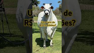 Vaca brasileira no livro dos recordes