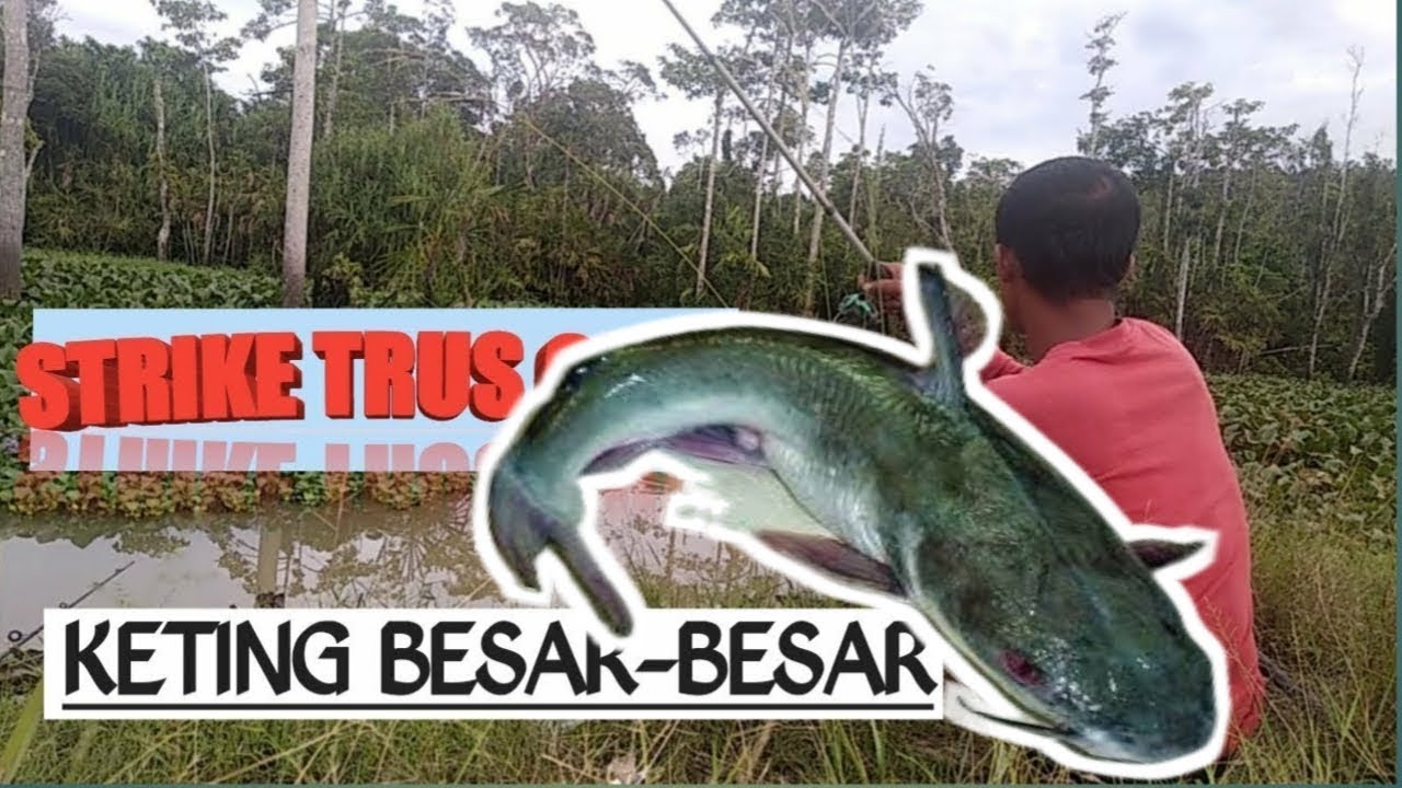 Mancing Ikan Keting Dapat yang Besar-besar Hanya pakai Umpan Cacing