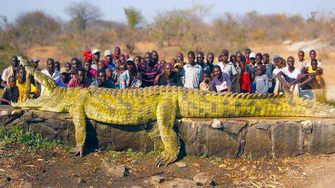 20 Largest Crocodiles Ever Recorded - YouTube