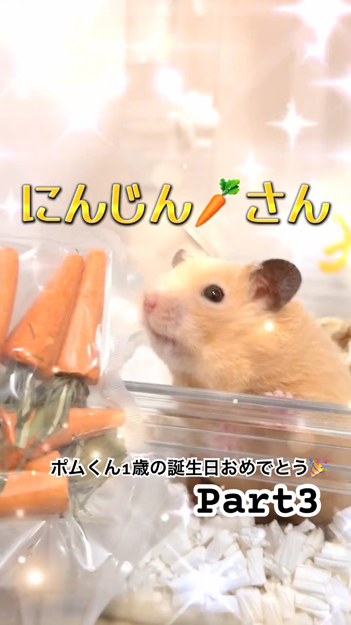 ポムです ポムくん1歳の誕生日おめでとう🎉Part3〜にんじん🥕編〜（キンクマ