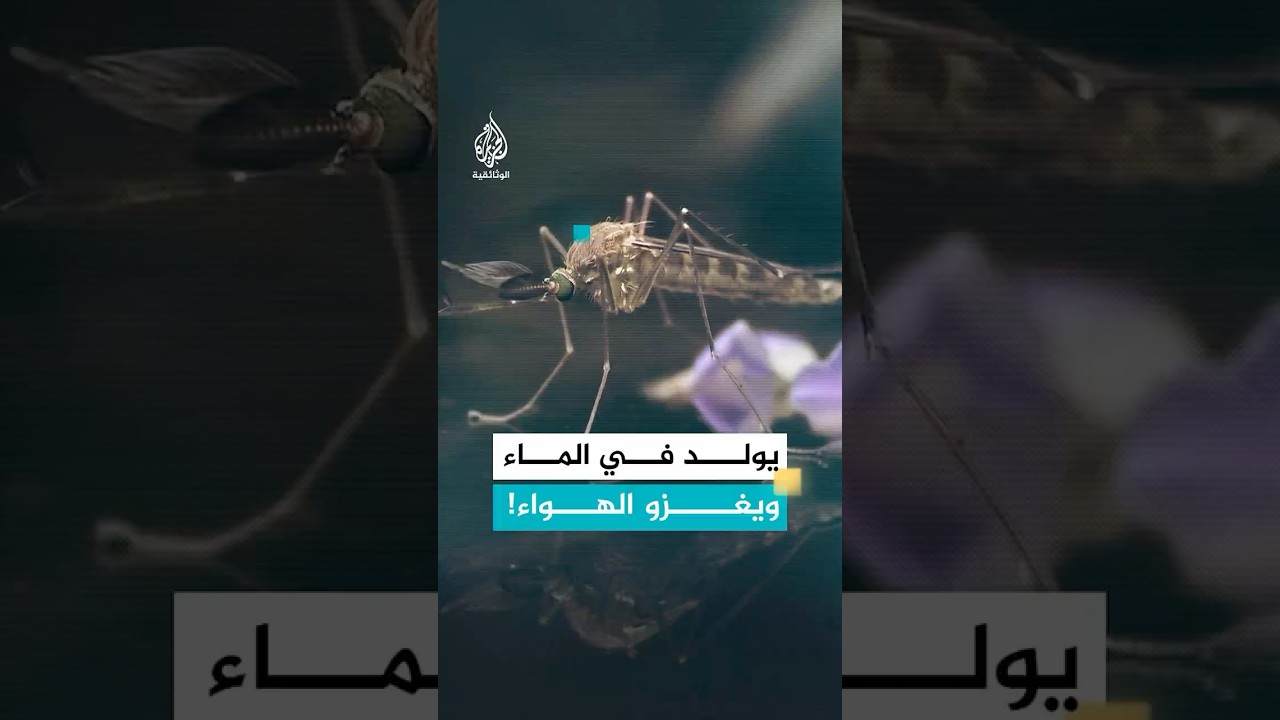 البعوض.. معجزة الطبيعة التي تتحول إلى كابوس للإنسان والحيوان
