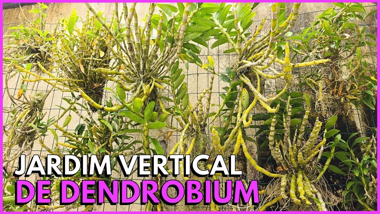 COMO MONTAR UM PAREDE COM DENDROBIUM NOBILE ORQUÍDEA OLHO DE BONECA 🌸☝️🥰