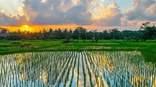 gemericik air sawah jernih dan suara katak sawah untuk Relaksasi