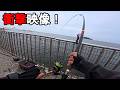 【神奈川県某所】首都圏の海釣り公園の足元にとんでもない怪物魚が！？初春の時期に、関東地方にある三浦半島の東京湾に面している釣り場で、とある怪物初魚種を狙って釣りしてみたら…！【2026年3月〜4月】