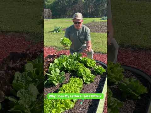 Video: Bitter Salat: Hvad gør salat bitter