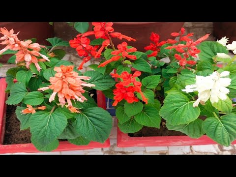 Video: Salvia - kdy zasadit a jak se starat