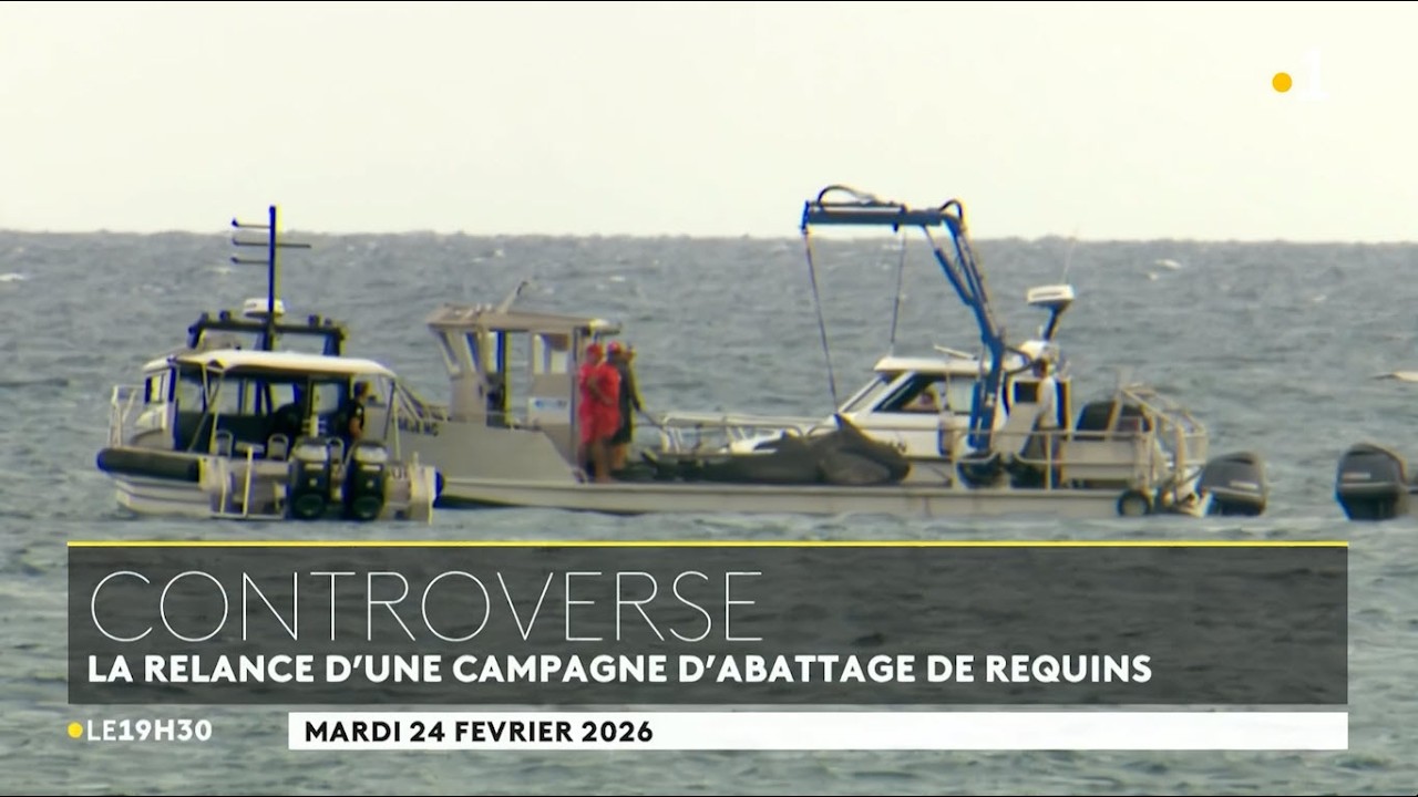 🇳🇨🦈Abattage de requins : l'association EPLP dépose un nouveau recours devant le TA - 24/02/2026