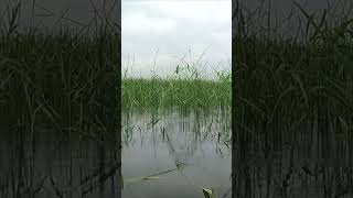 КАРАСЬ НА УДОЧКУ В КАМЫШАХ/КУЙБЫШЕВСКОЕ ВДХР/РЕКА ВОЛГА, САМАРСКАЯ ОБЛ.