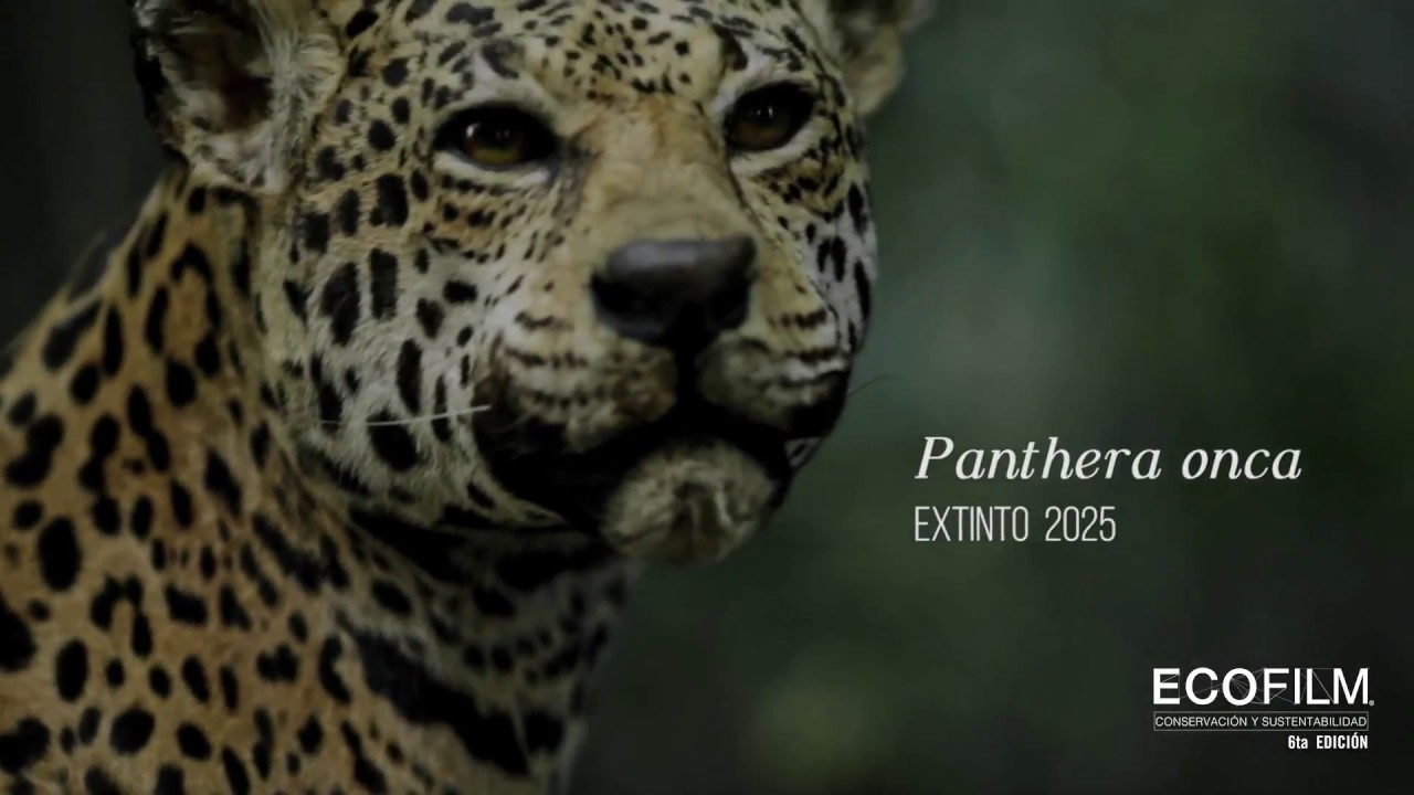 AÚN HAY TIEMPO / ECOFILM FESTIVAL 2016