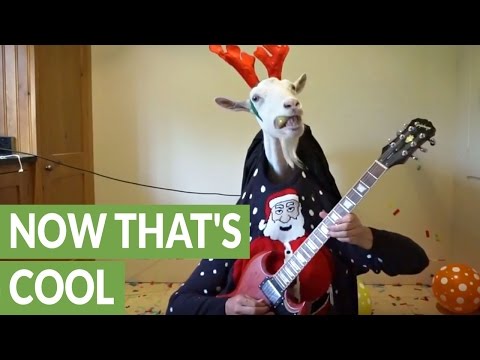 Rockstar goat plays 'Jingle Bells' on the guitar