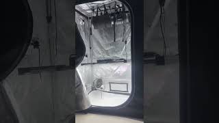 Ac Infinity 4x2 Ai Controlled Cannabis indoor Grow Tent #cannabiscommunity #420 #cannabisgrow #weed