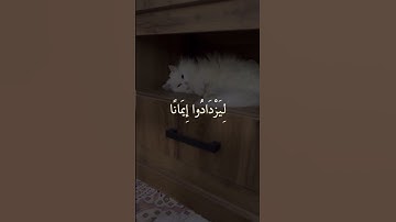 سورة الفتح 🫀✨ الآيه{٤}