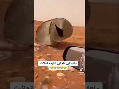 ما عاد نبي فقع نبي الخيمة انحاشت 