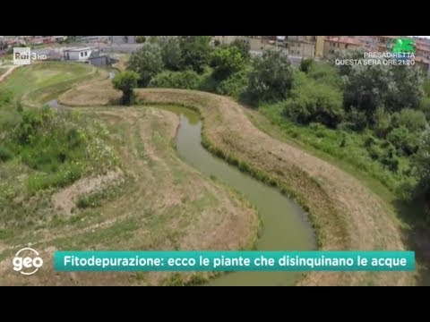 Video: Cosa si intende per fitodepurazione?