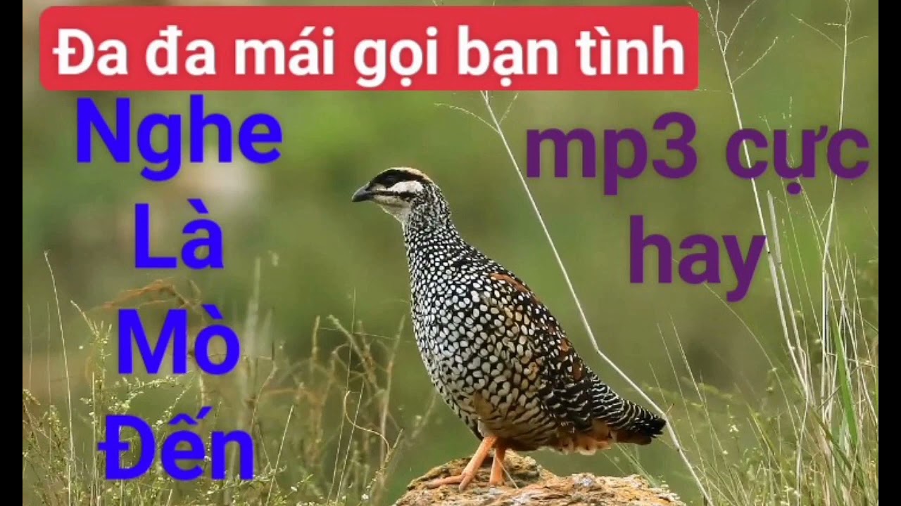 Tiếng chim đa đa mái mồi gọi bổi cực chuẩn