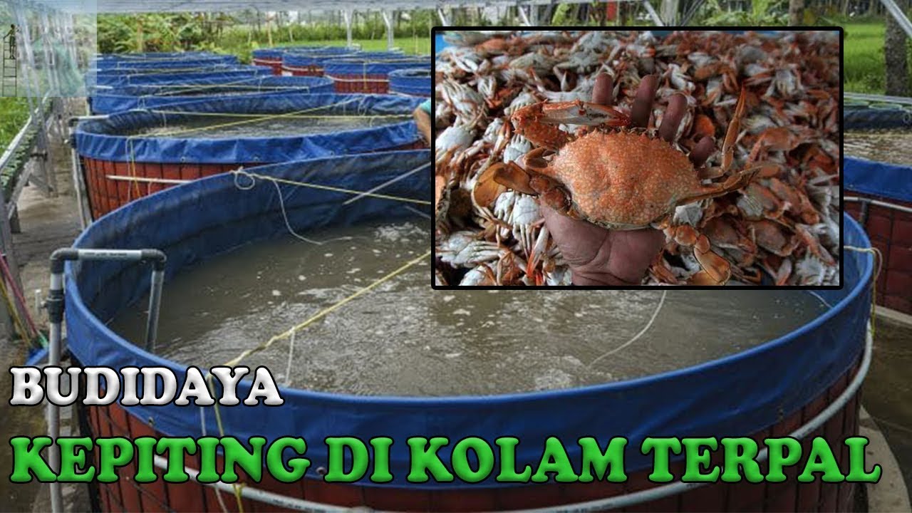 CARA BUDIDAYA KEPITING DI KOLAM TERPAL UNTUK PEMULA DAN TIPS PEMBESARAN
