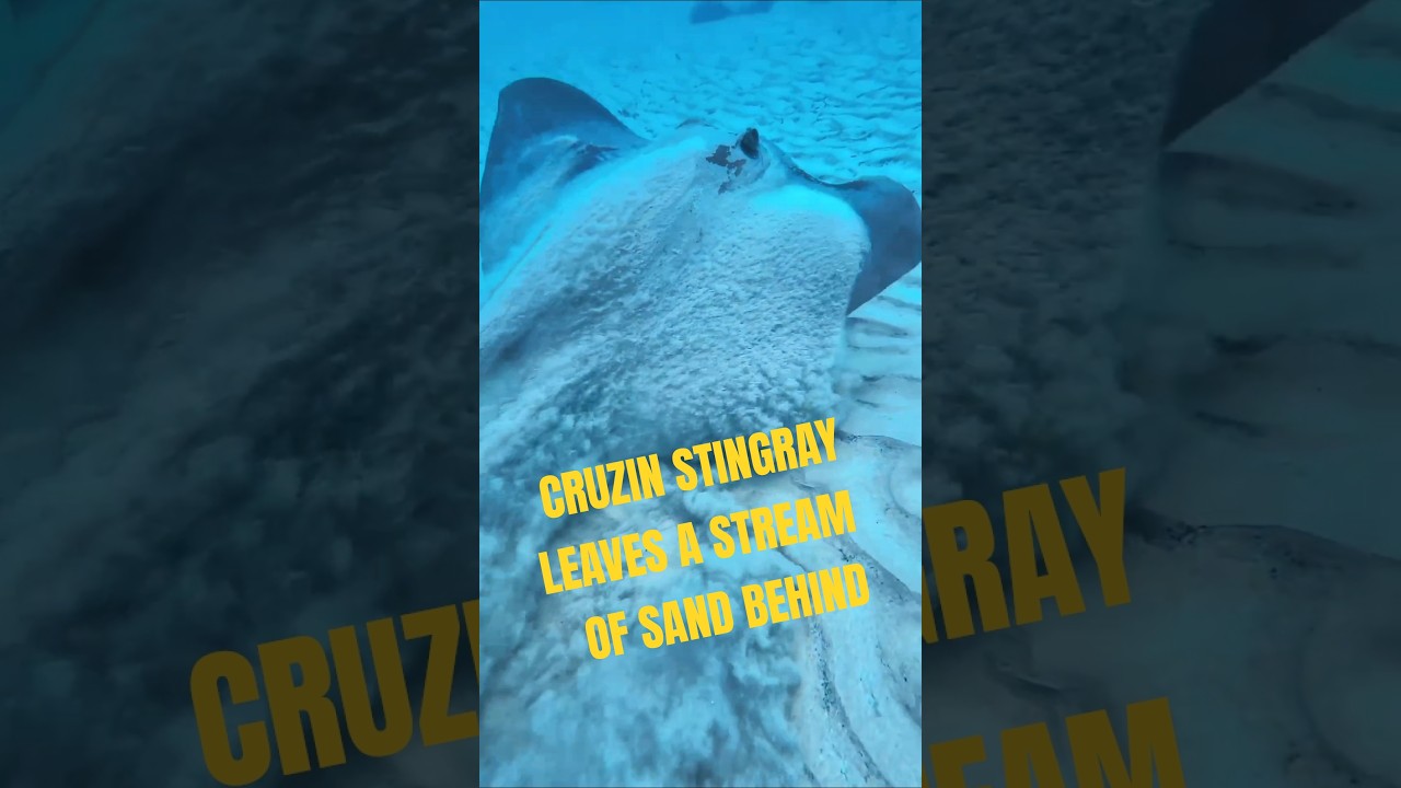 A big Stingray leaves a nice stream of sand behind #shorts #marinelife