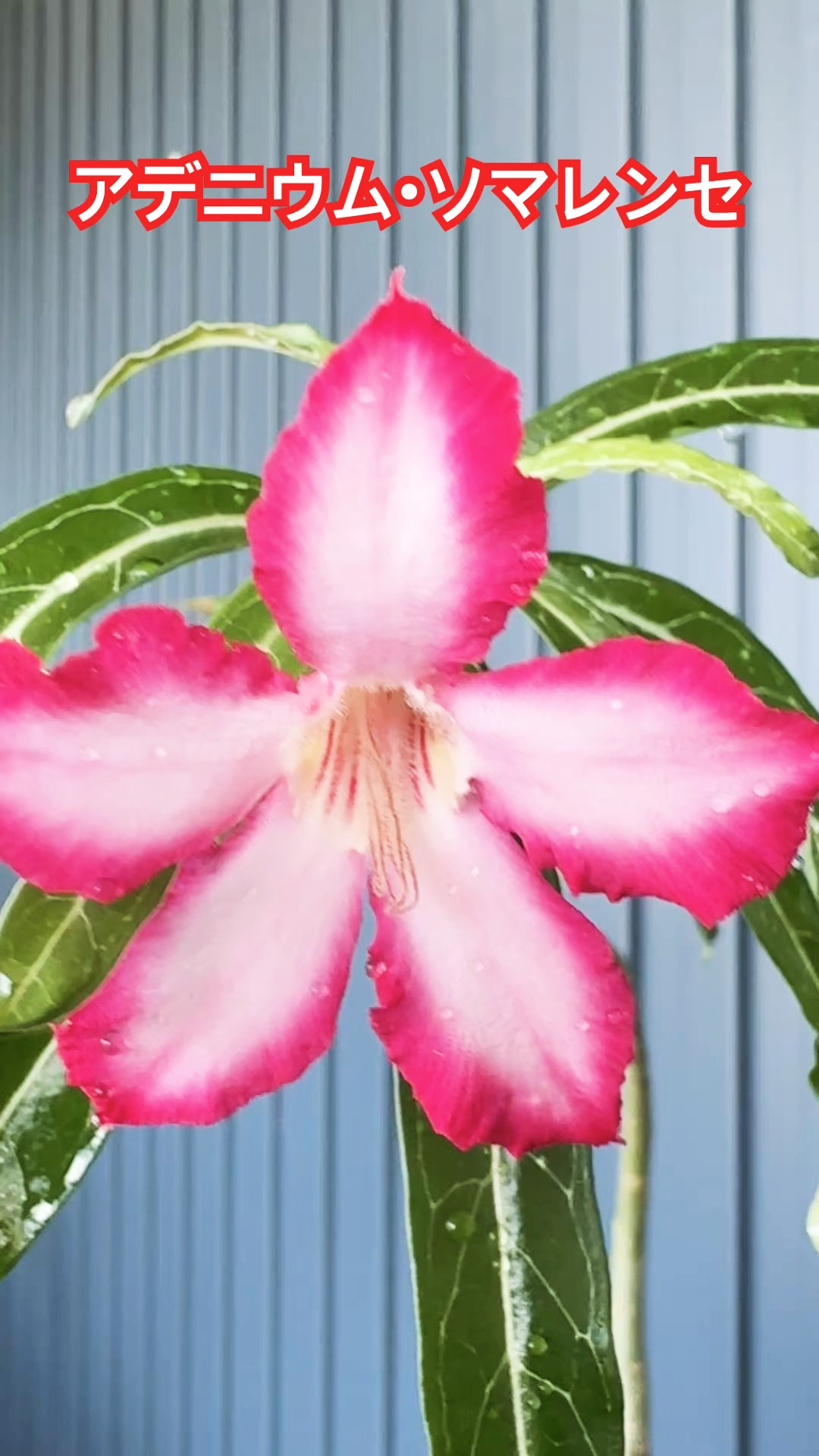 GARDENNING】アデニウム・ソマレンセ開花した。 #adenium #アデニウム