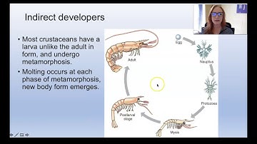 Subphylum Crustacea (Zoology)