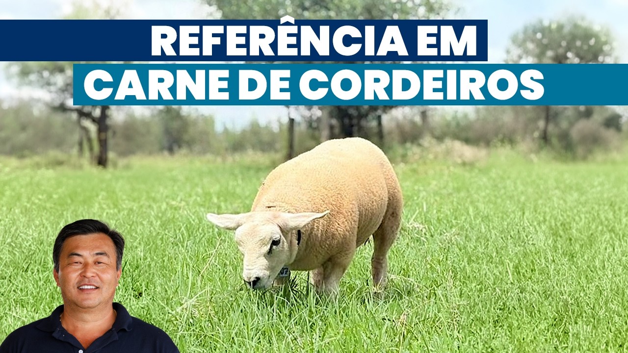 Do Pasto à Elite: Como produzir cordeiros Texel com carcaça de qualidade | Noticiário Tortuga