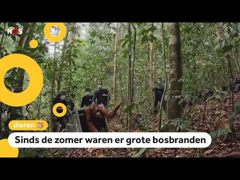 Eight rescued orangutans released back into the wild