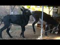 "Why Can't It Be ME" Nice Guy Donkey Gets Rejected By His Crush | Kritter Klub