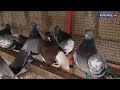 Царицынские, дубовские, камышинские: волгоградец сохраняет старинные породы голубей