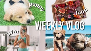 [WEEKLY VLOG] Our first week with Simba!