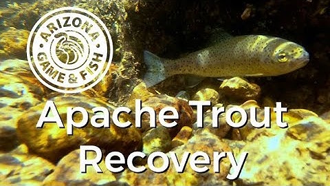 Apache Trout Recovery