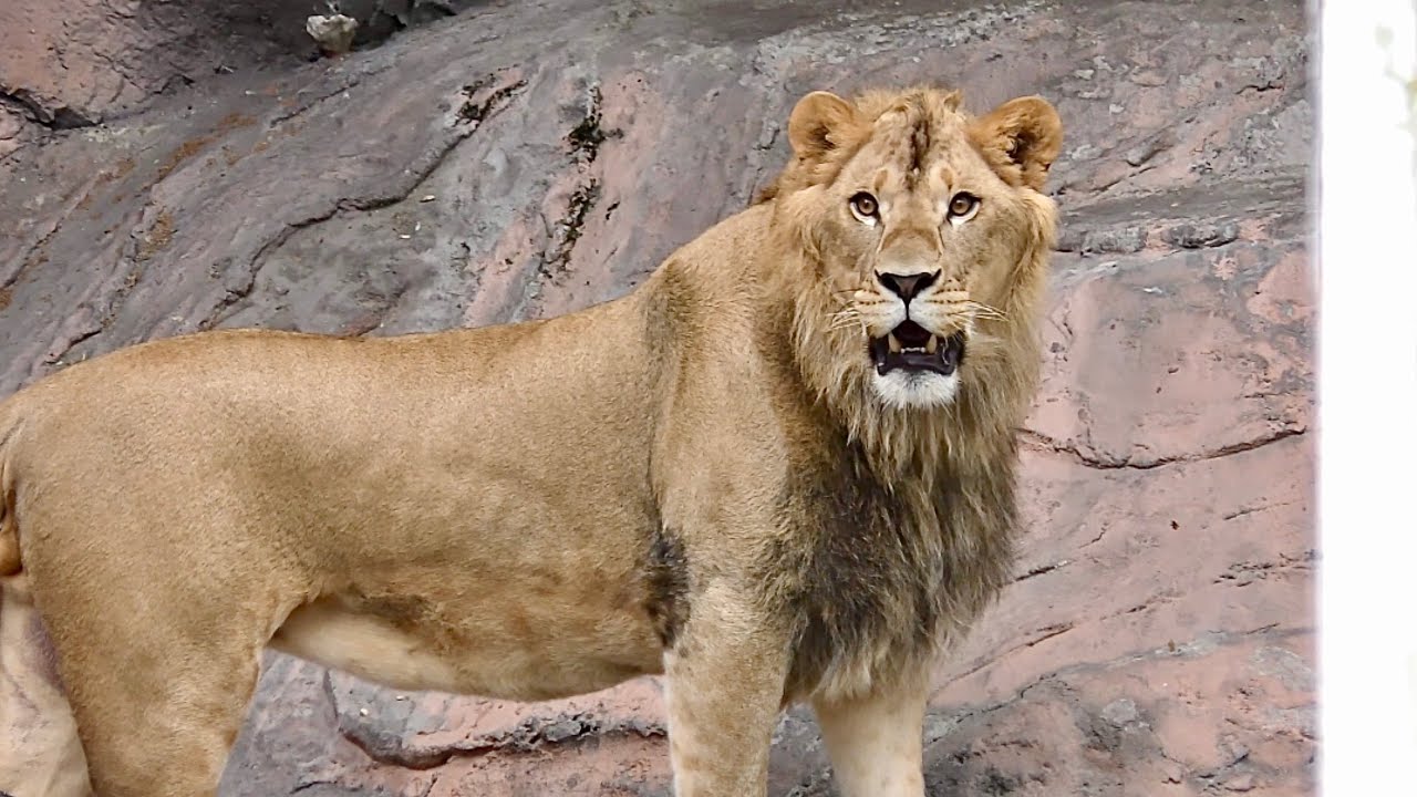 ライオン レグルス あちこち歩き回ります 【東山動物園】Lion Regulus-kun Higashiyama Zoo - YouTube